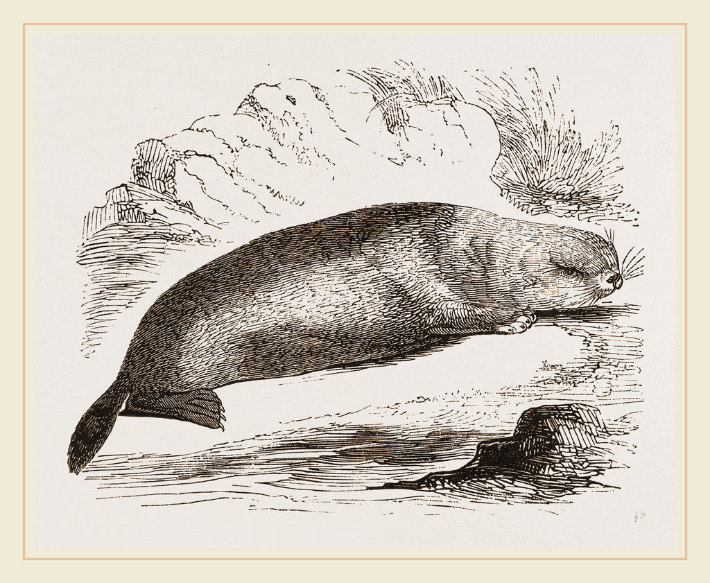 Detail of Sea-Otter by Anonymous