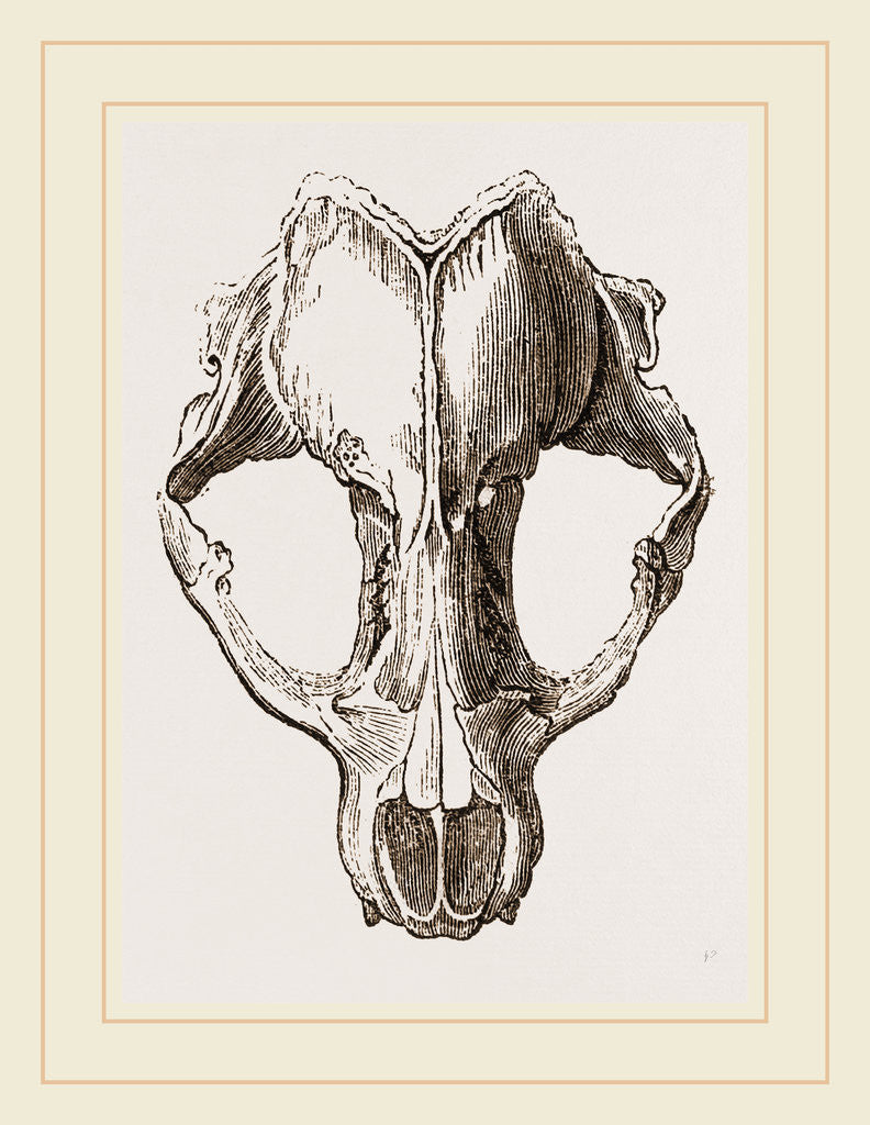 Detail of Skull of Seal by Anonymous