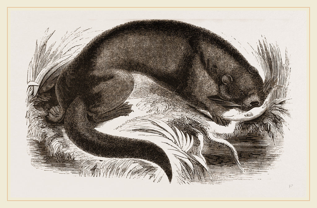 Detail of Otter by Anonymous