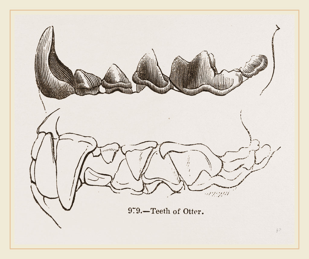 Detail of Teeth of Otter by Anonymous