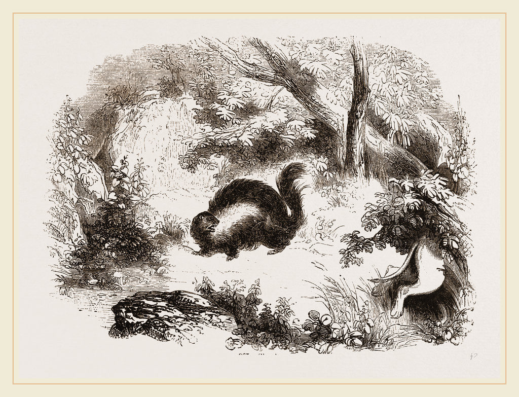 Detail of Skunk by Anonymous