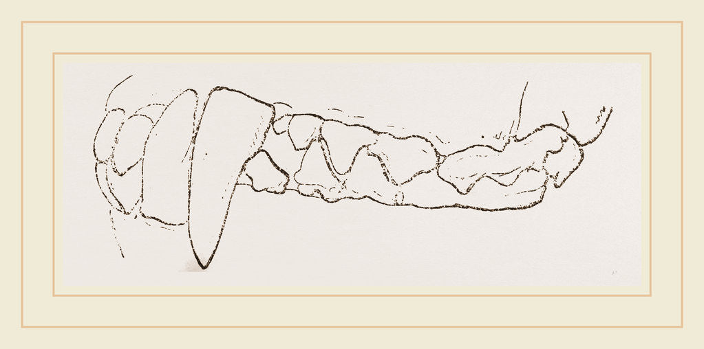 Detail of Teeth of Badger by Anonymous