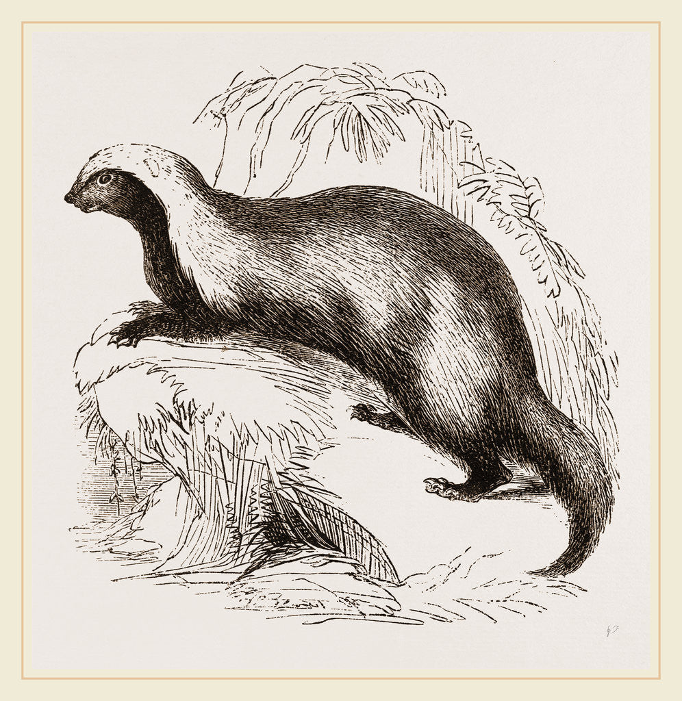 Detail of Grison by Anonymous