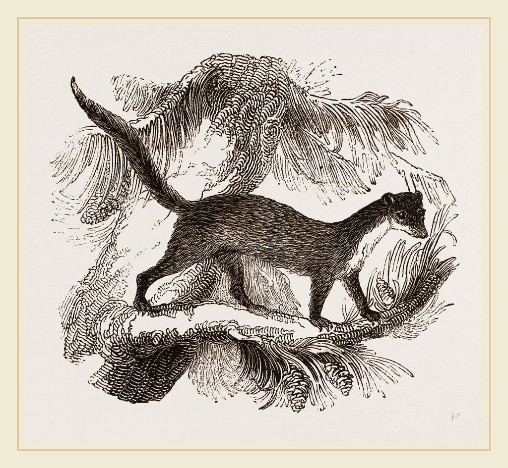 Detail of Pine-Marten by Anonymous