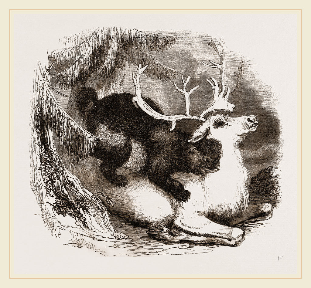 Detail of Glutton and Rein-deer by Anonymous