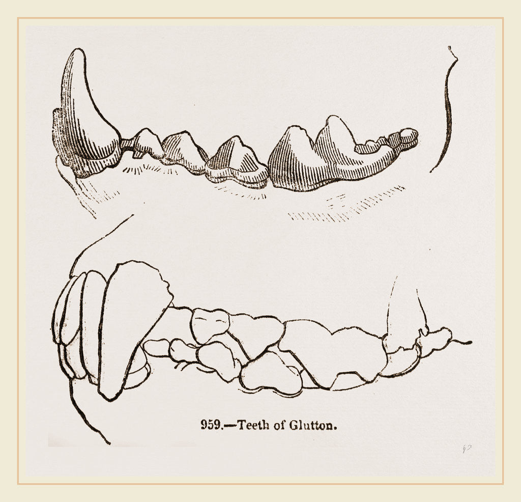 Detail of Teeth of Glutton by Anonymous