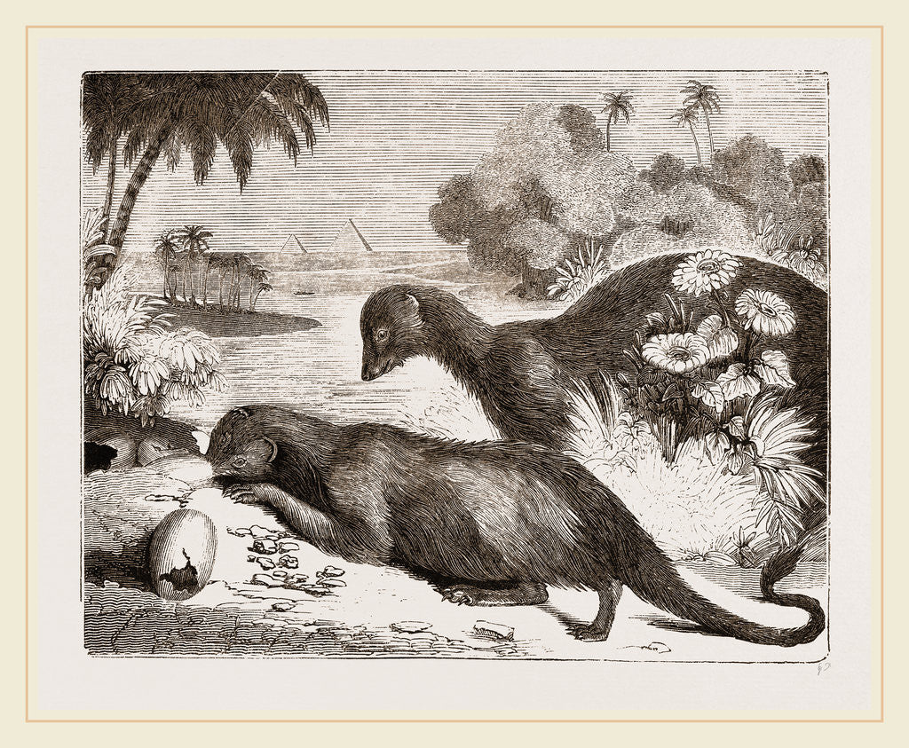 Detail of Egyptian Ichneumons by Anonymous