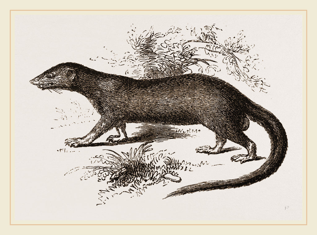 Detail of Garangan by Anonymous