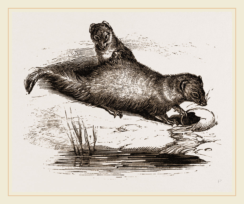 Detail of Indian Ichneumons by Anonymous