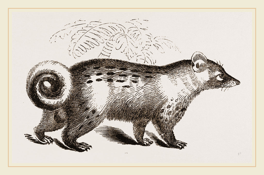 Detail of Paradoxure by Anonymous