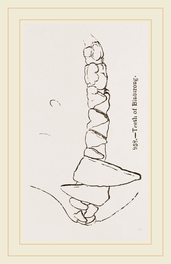 Detail of Teeth of Binturong by Anonymous