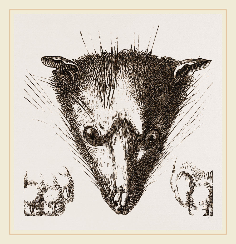 Detail of Head of Delundung by Anonymous