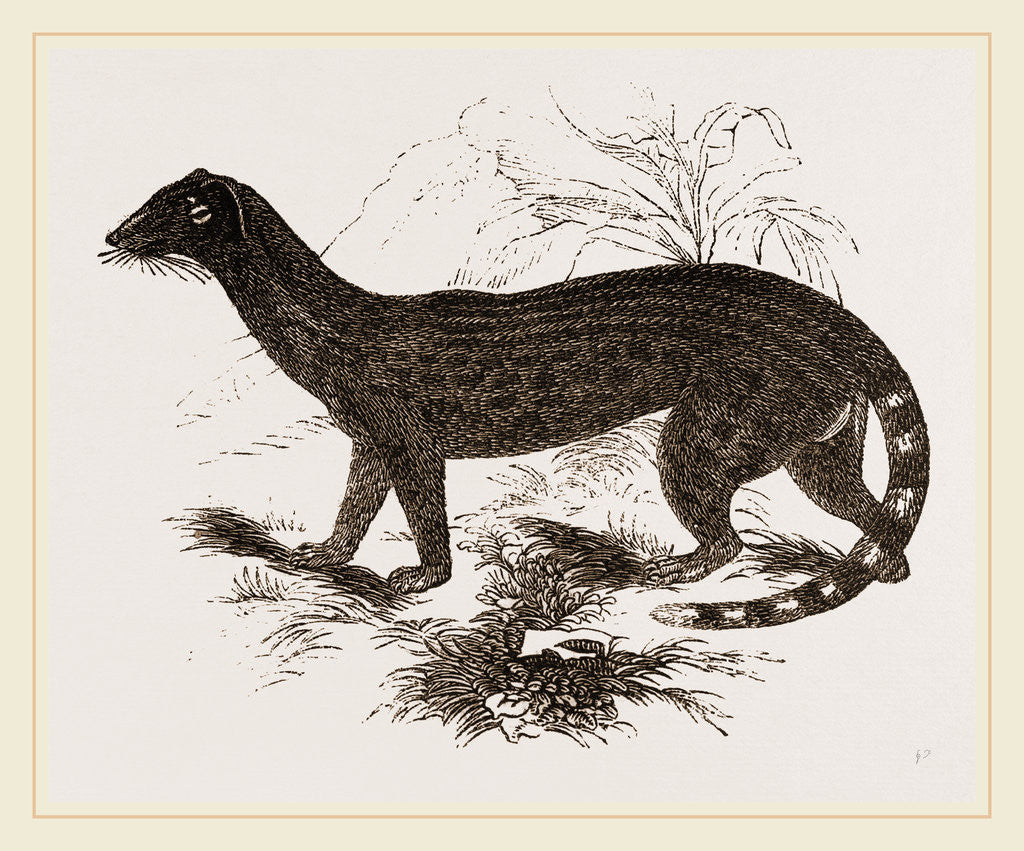 Detail of Rasse Genet by Anonymous