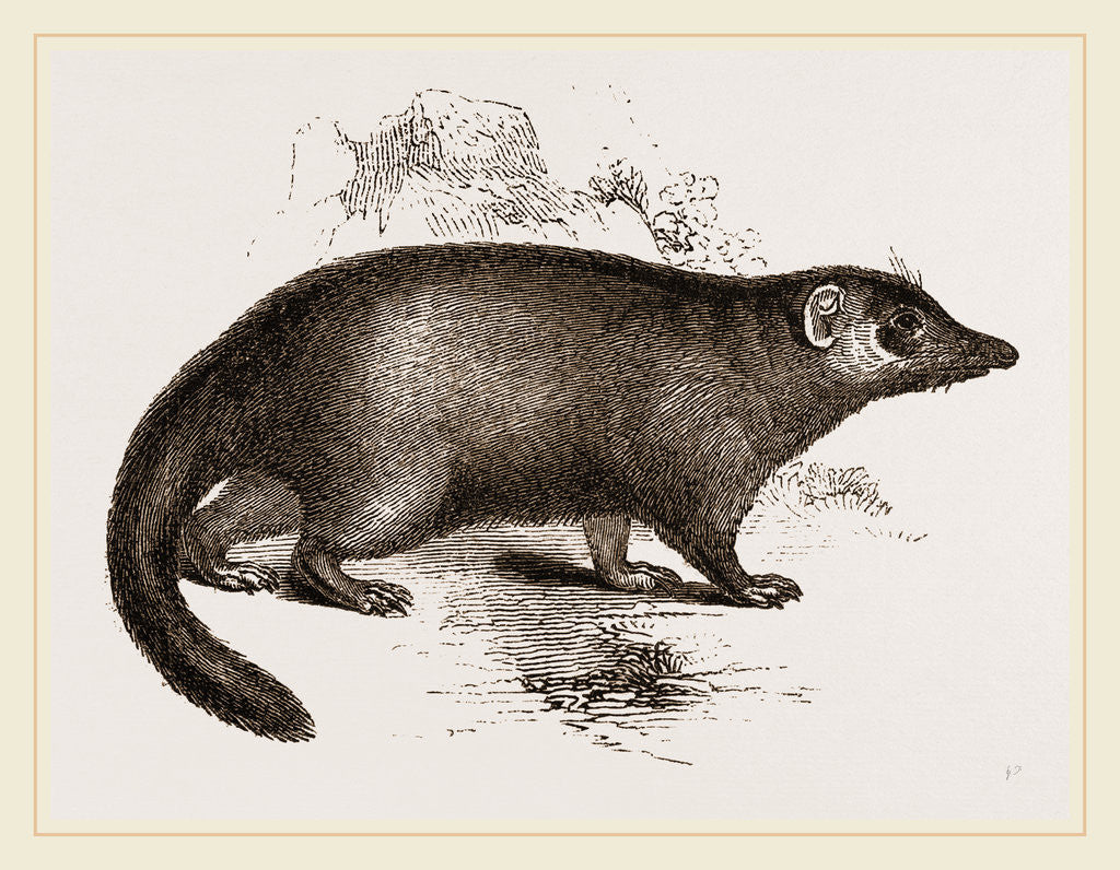 Detail of Mangue by Anonymous