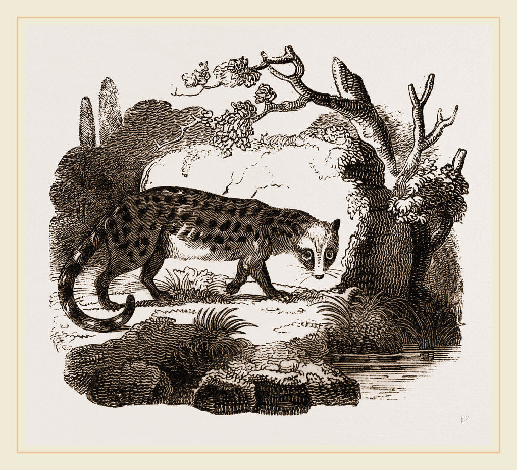 Detail of Genet by Anonymous