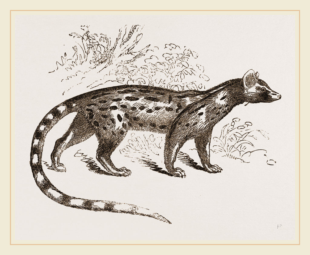 Detail of Genet by Anonymous
