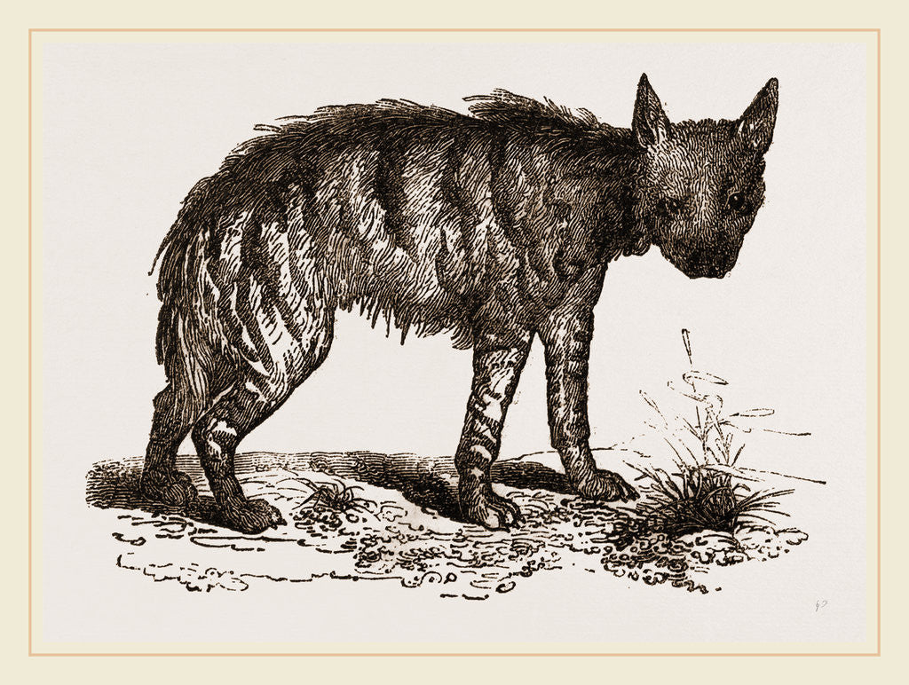 Detail of Striped Hyena by Anonymous