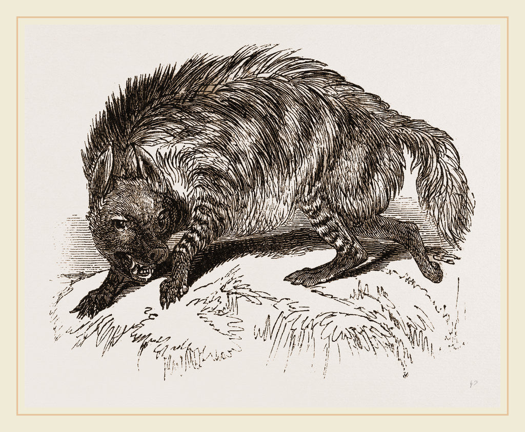 Detail of Striped Hyena by Anonymous