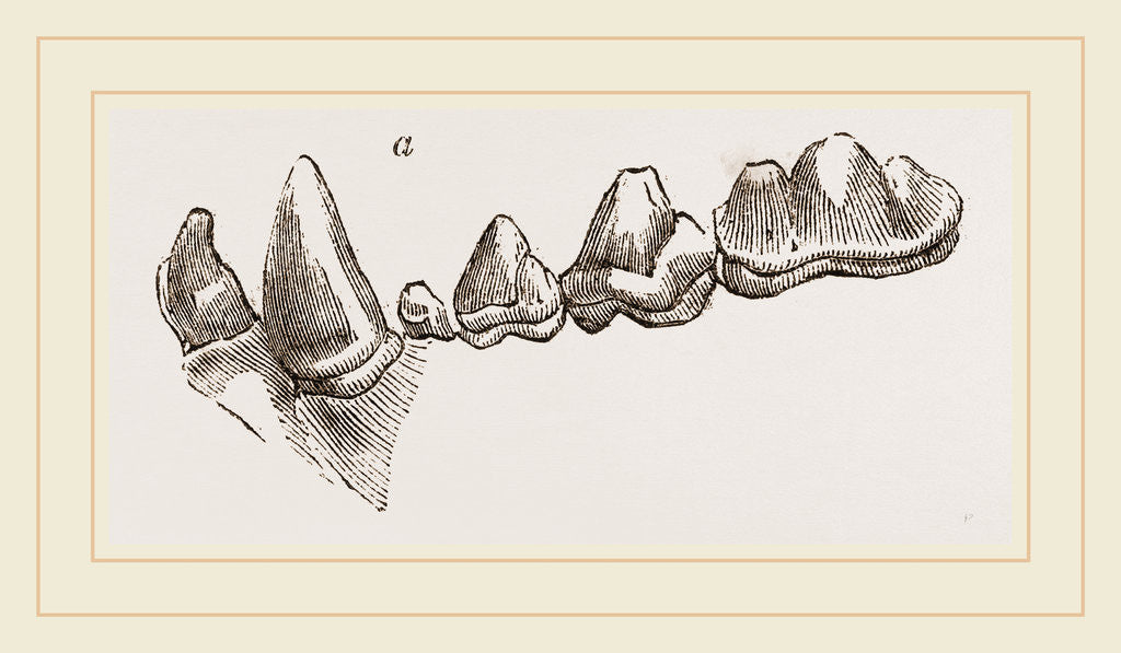 Detail of Teeth of Hyena by Anonymous