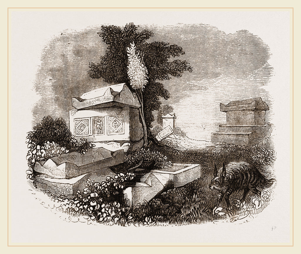 Detail of Striped Hyena by Anonymous