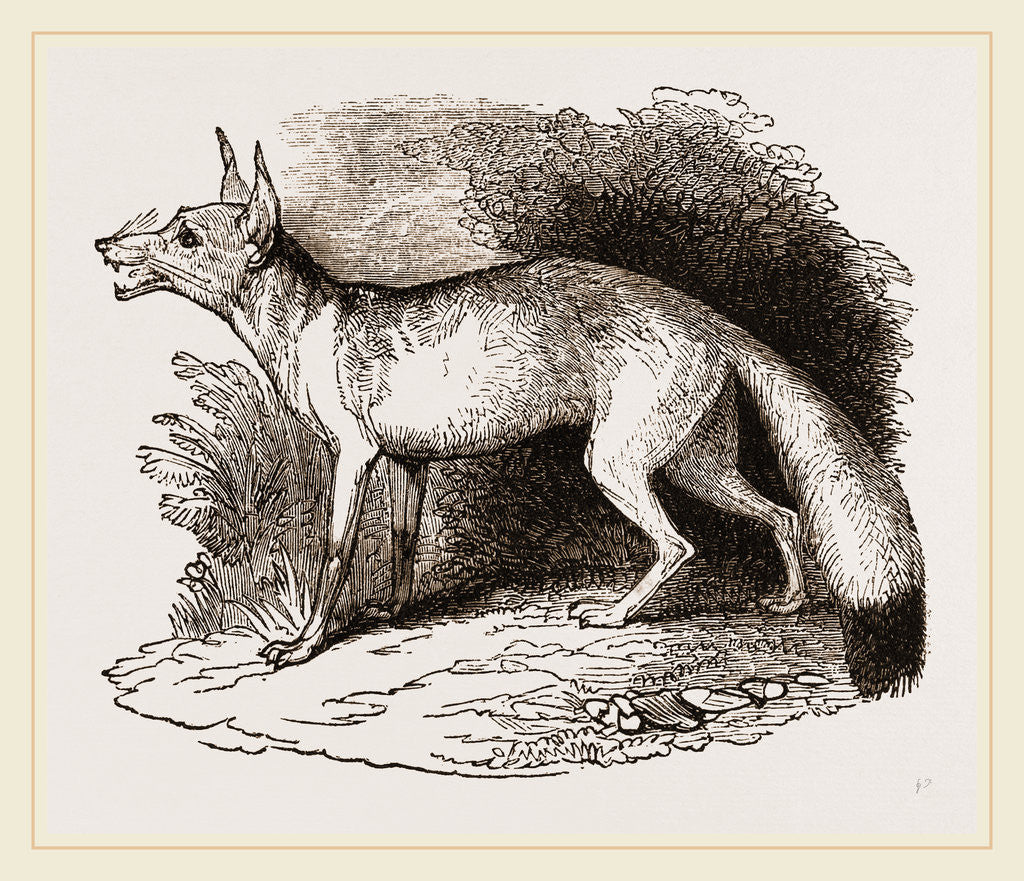 Detail of Caama by Anonymous