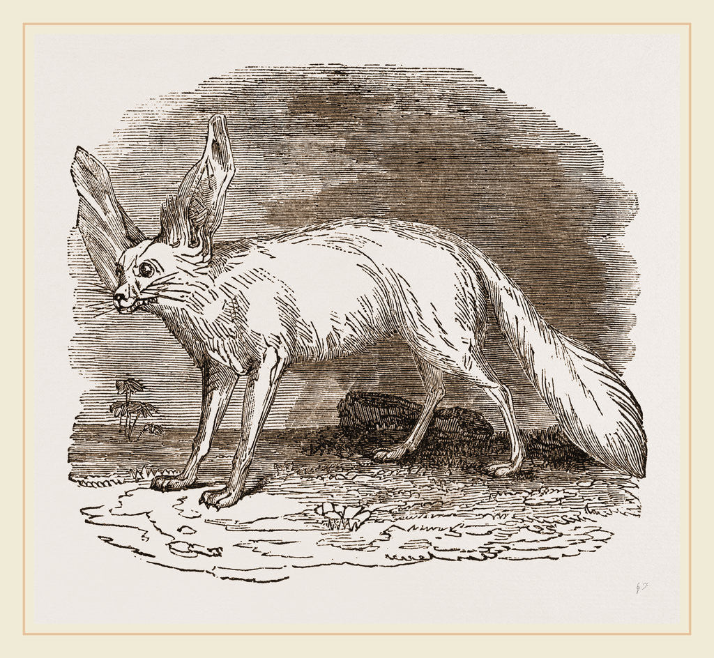 Detail of Fennec by Anonymous