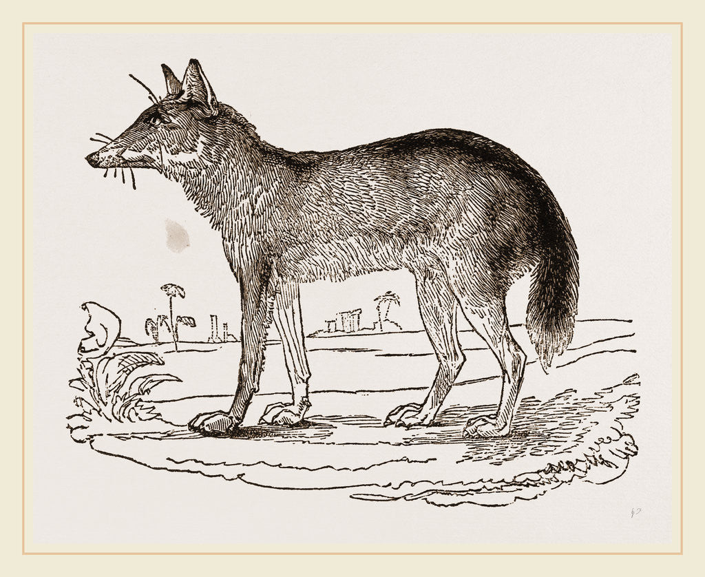 Detail of Jackal by Anonymous