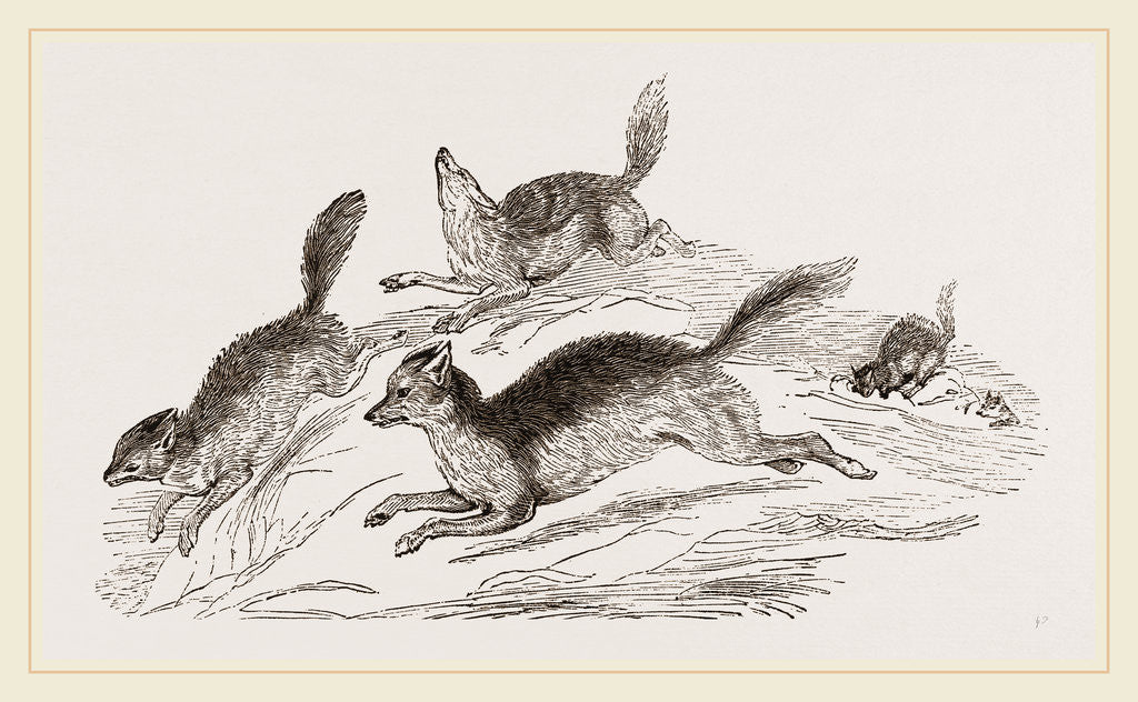 Detail of Jackals by Anonymous