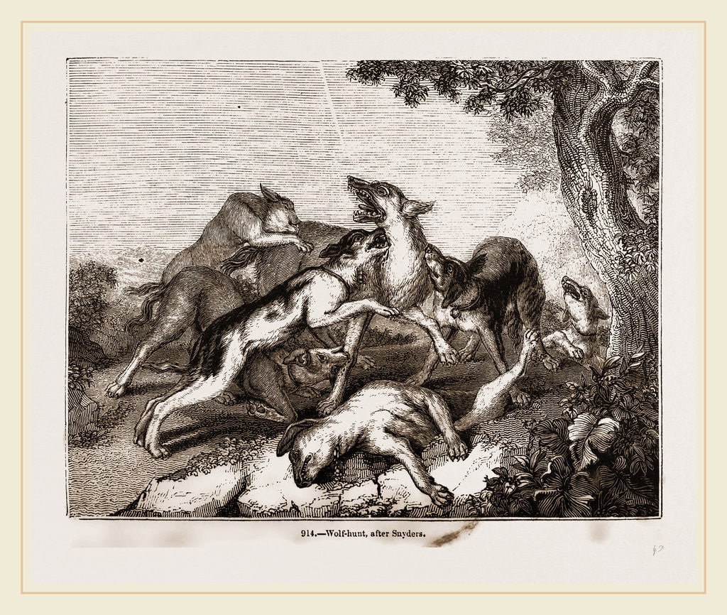 Detail of Wolf hunt, after Snyders by Anonymous