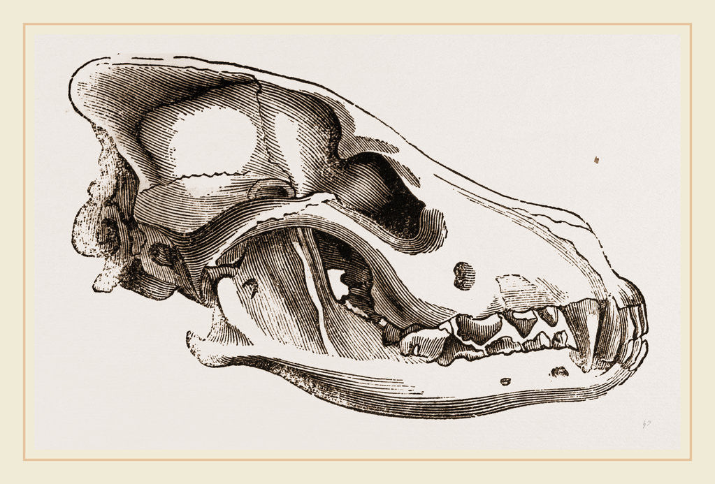 Detail of Skull of European Wolf by Anonymous