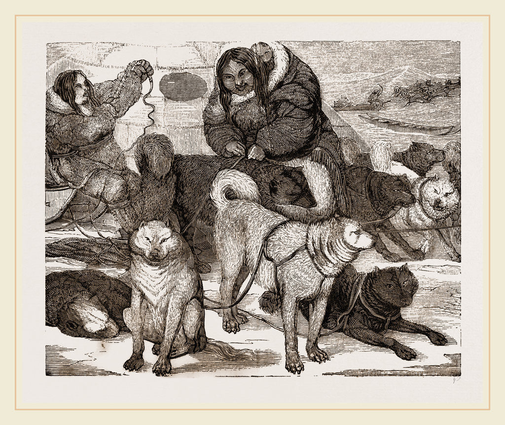 Detail of Esquimaux Dogs harnessed to a Sledge by Anonymous