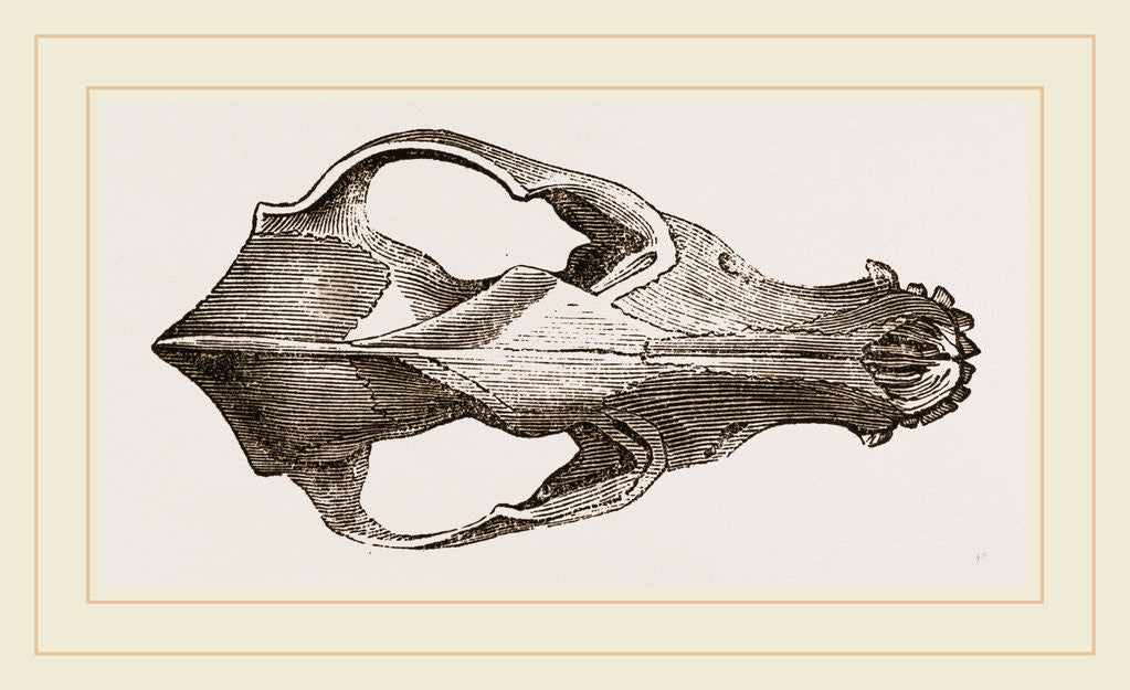 Detail of Skull of Jackal by Anonymous