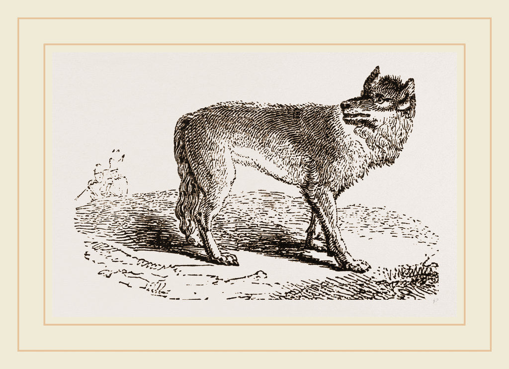 Detail of Wolf by Anonymous