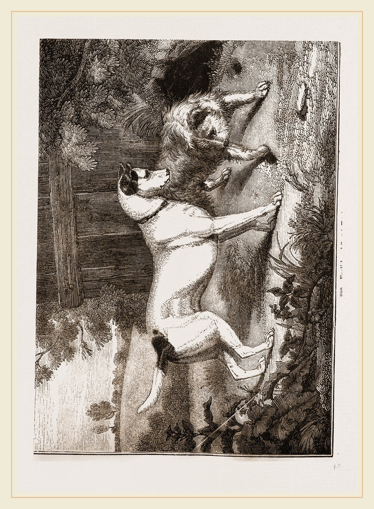 Detail of English and Scotch Terriers by Anonymous