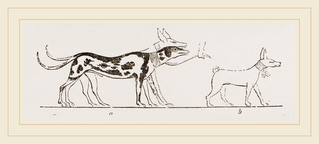 Detail of Dogs from Egyptian Paintings by Anonymous