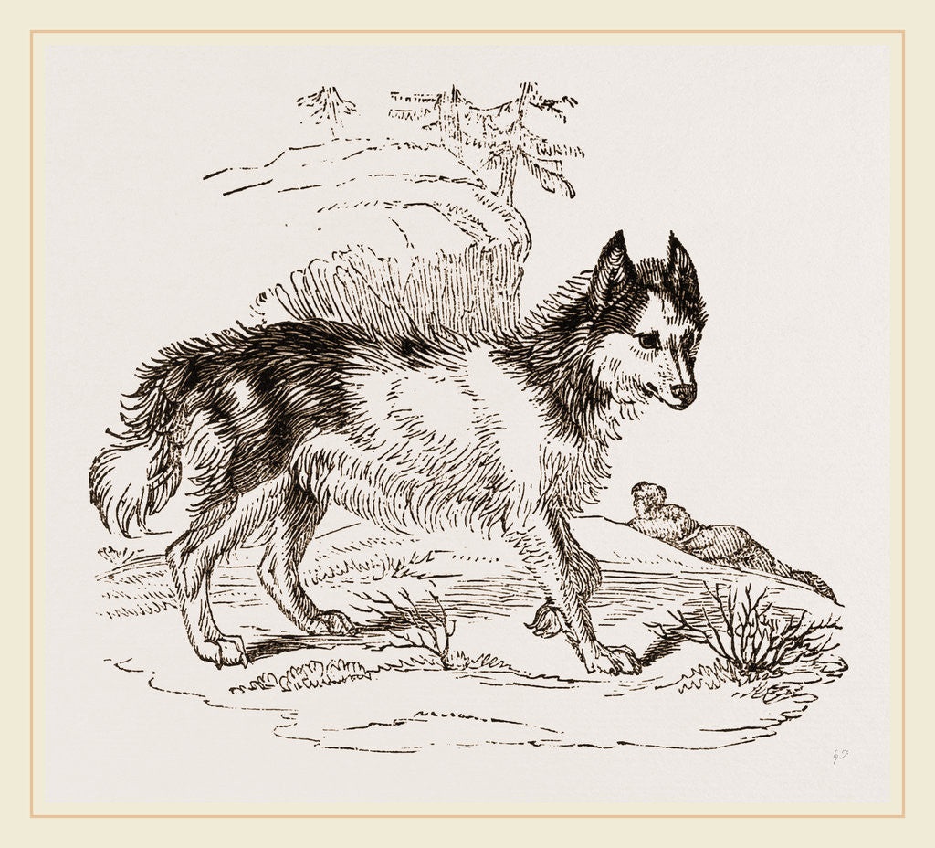 Detail of Dog of Mackenzie River by Anonymous