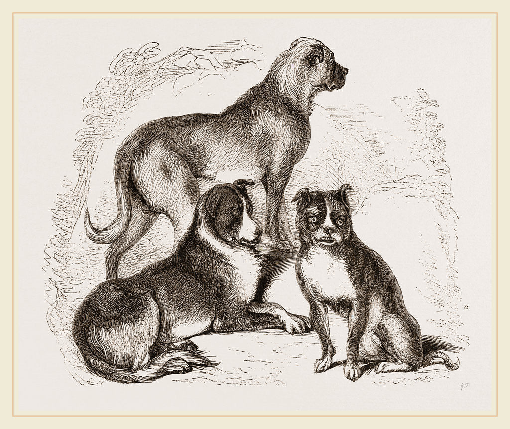 Detail of Dogs by Anonymous
