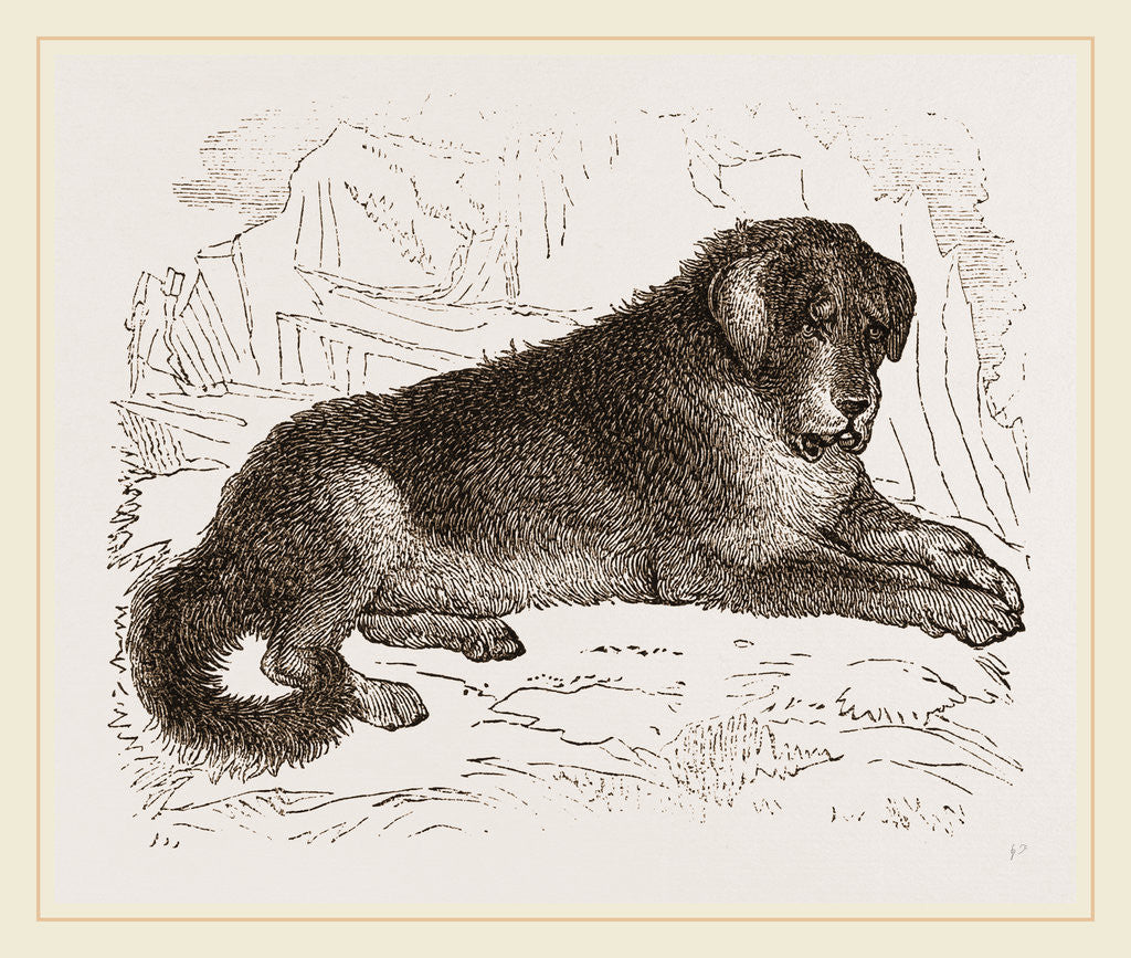 Detail of Thibet Watch-dog by Anonymous