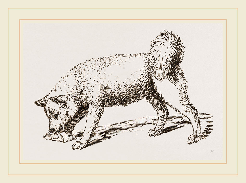 Detail of Esquimaux Dog by Anonymous