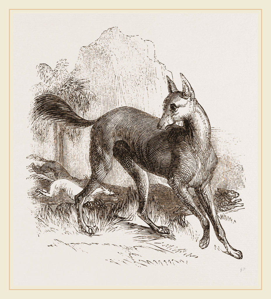 Detail of Arabian Greyhound by Anonymous