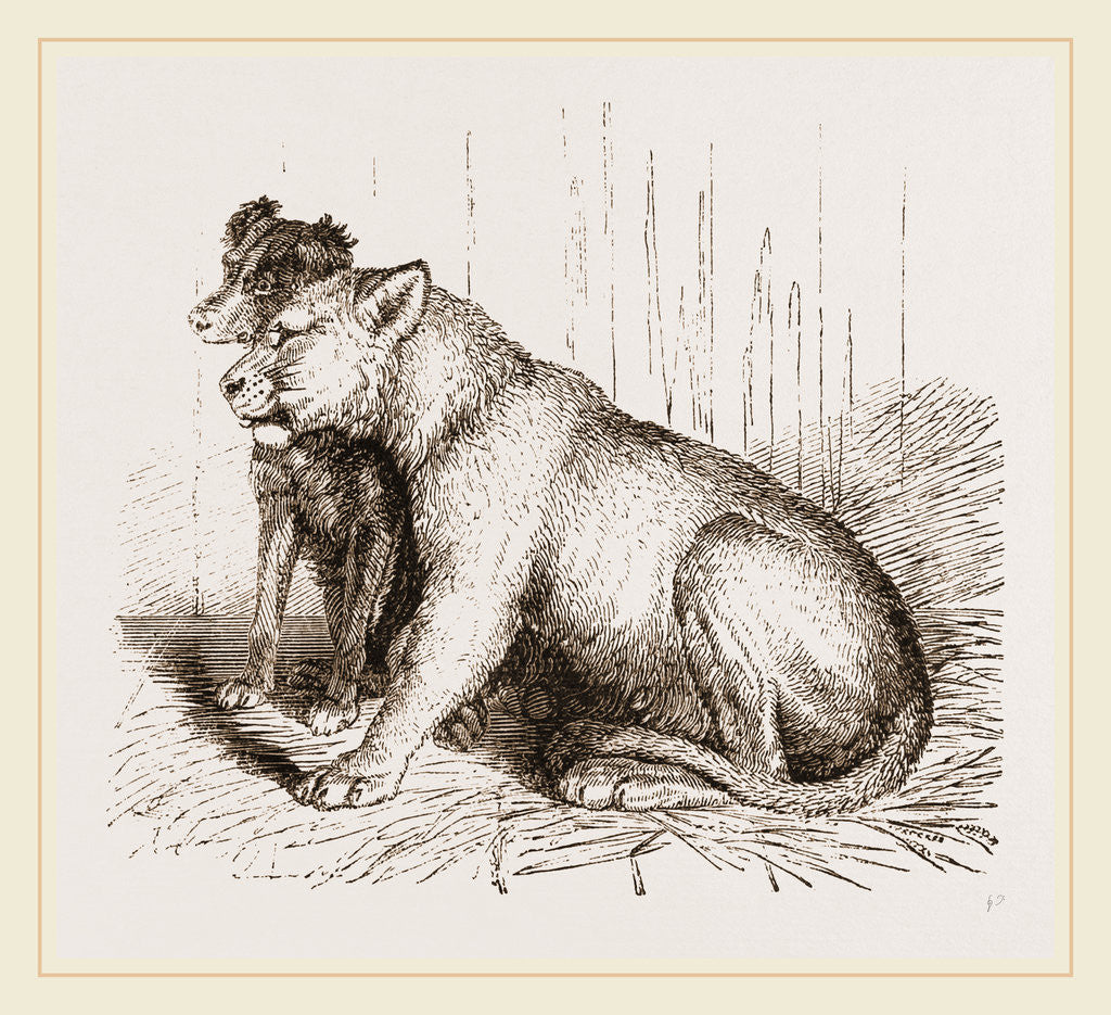 Detail of Lion and Spaniel by Anonymous