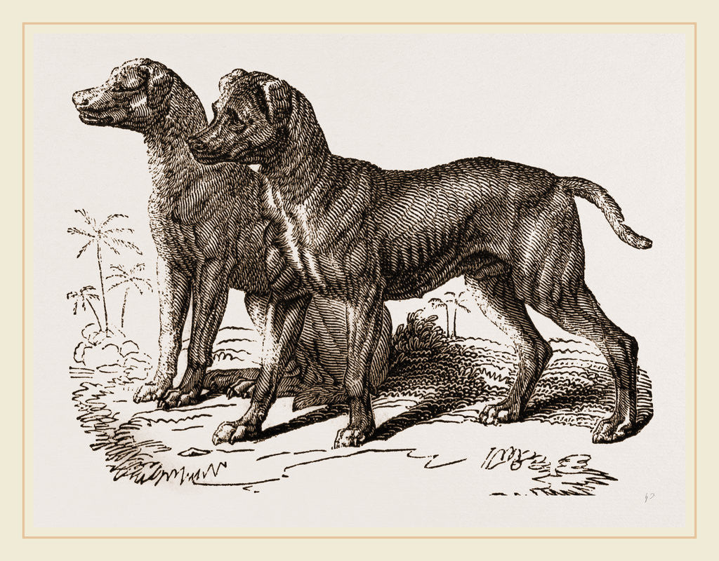 Detail of African Blood-hounds by Anonymous