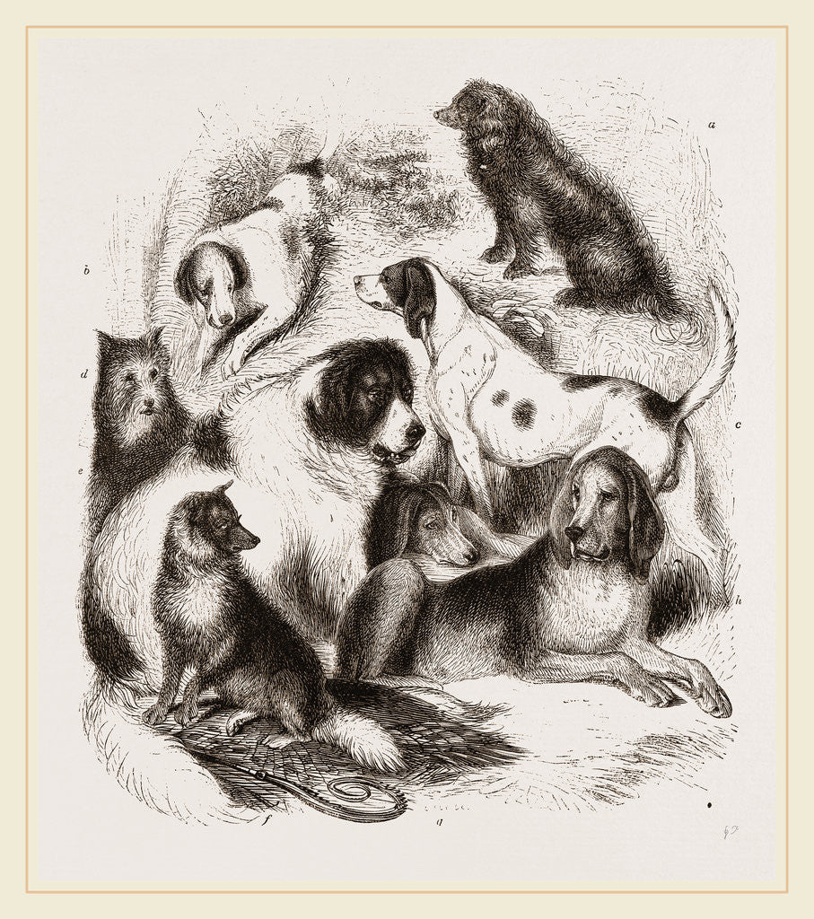 Detail of Dogs by Anonymous