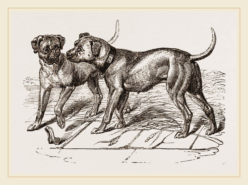 Detail of Cuban Blood-hounds by Anonymous