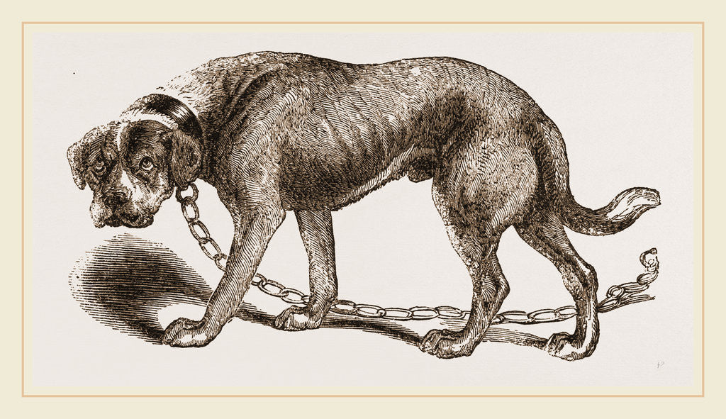Detail of Mastiff by Anonymous