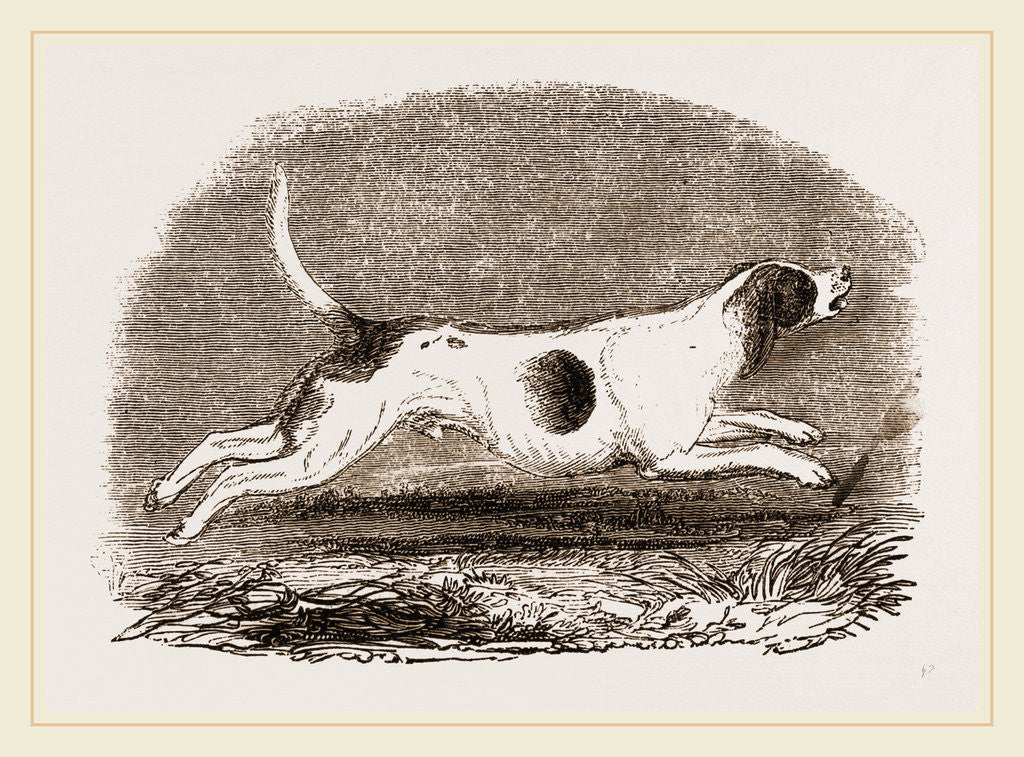 Detail of Beagle by Anonymous