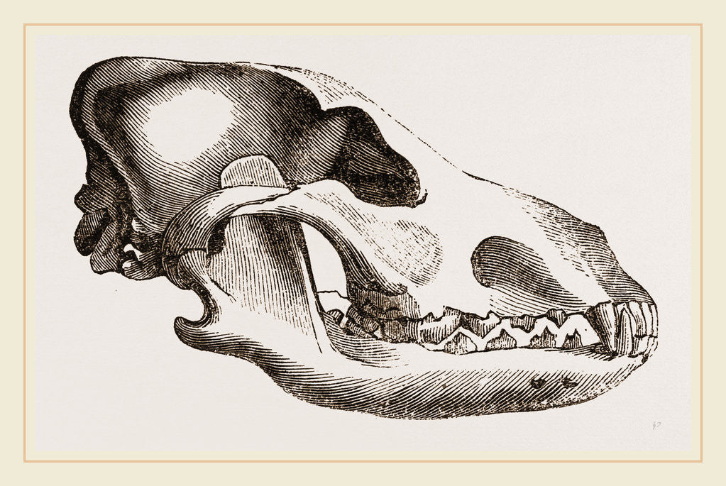 Detail of Shepherd's Dog by Anonymous