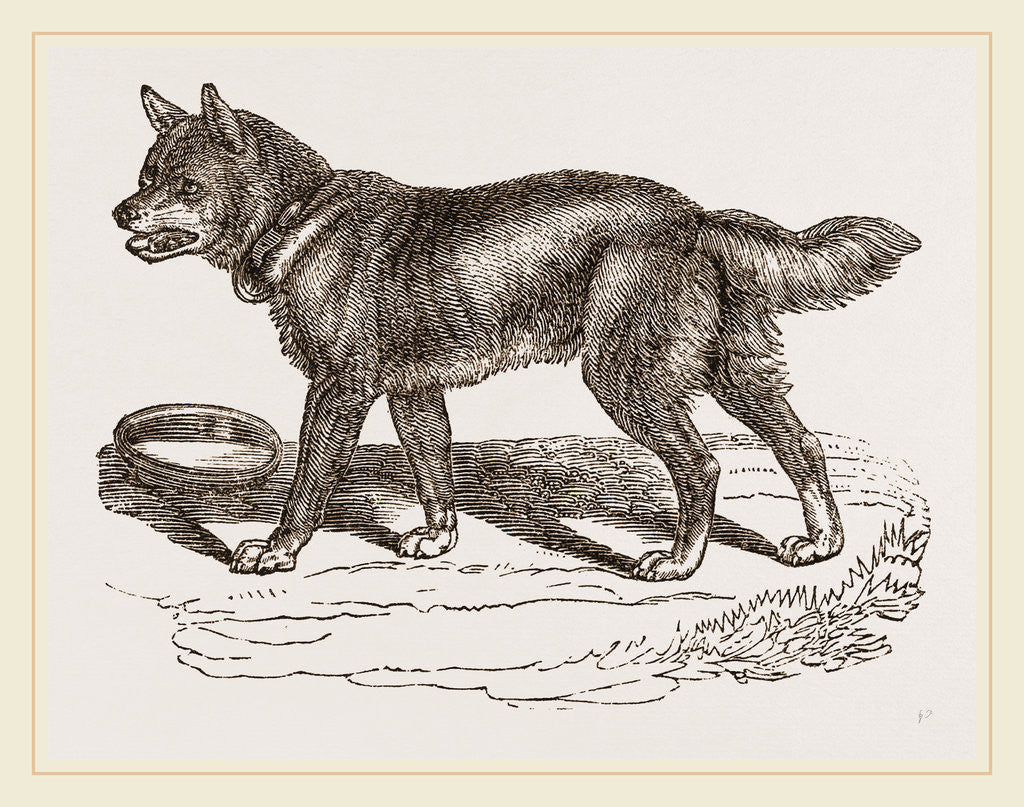 Detail of Australian Dog by Anonymous