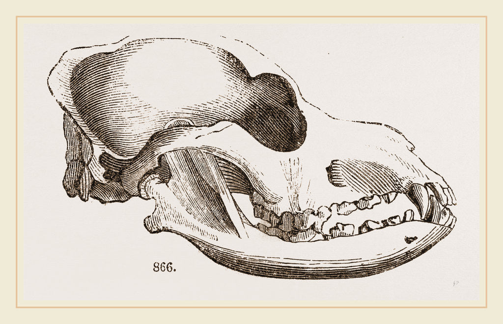 Detail of Skull of a Spaniel dog by Anonymous