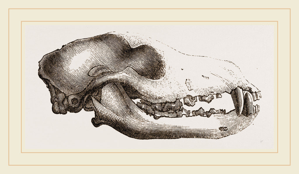 Detail of Skull of a Matin dog by Anonymous